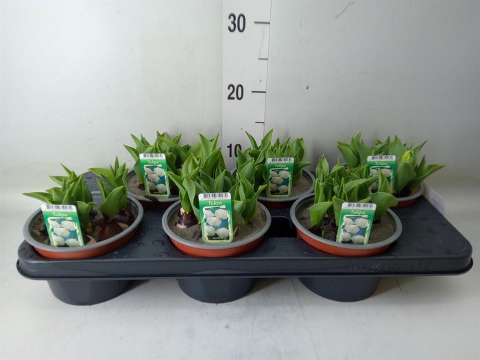 <h4>Tulipa DU ...</h4>