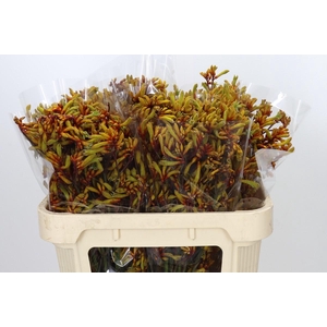 Anigozanthos Anith Kangaroo