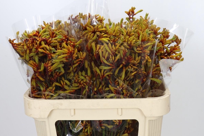 <h4>Anigozanthos Anith Kangaroo</h4>