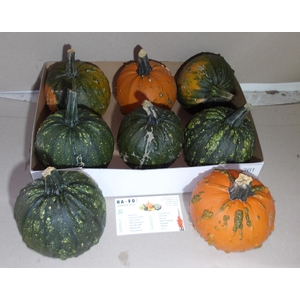 . Cuc Maxima Halloween