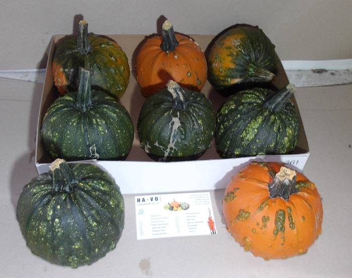 <h4>. Cuc Maxima Halloween</h4>