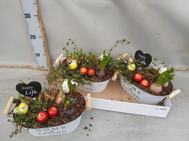 arr8 Arr Bol Knol In Zinken Bak Ovaal