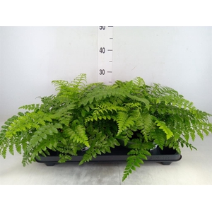 Asplenium  'Parvati'