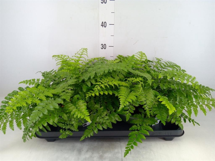 <h4>Asplenium  'Parvati'</h4>