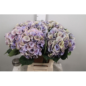 Hydr Cl M Royal Love