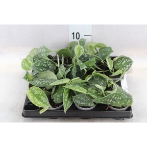 Philodendron scand.