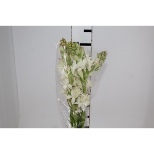ANGELICA 080 CM