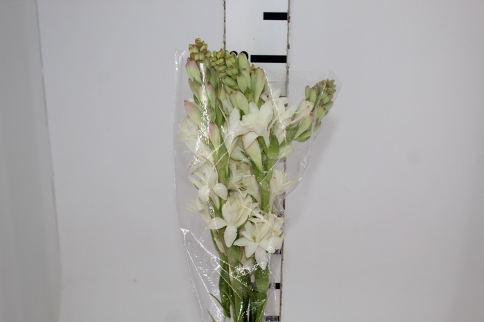 ANGELICA 080 CM