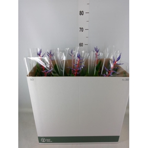 Aechmea  'Blue Rain'