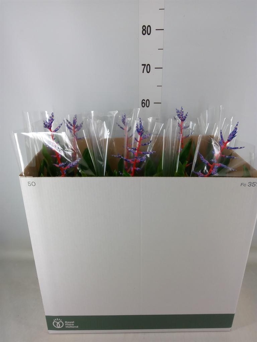 <h4>Aechmea  'Blue Rain'</h4>