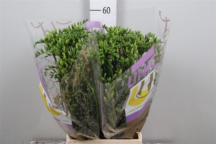 <h4>Fr En Bohemian</h4>