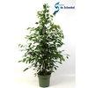 Ficus Exotica