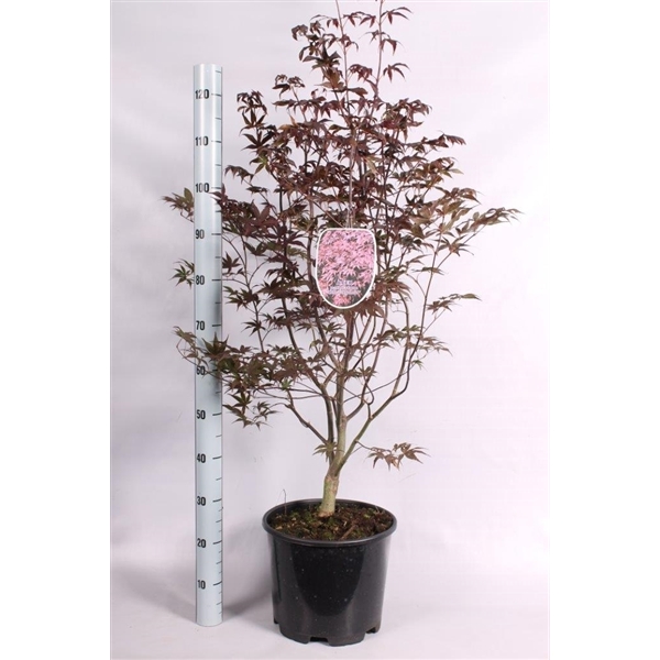 <h4>Acer pal. 'Bloodgood'</h4>