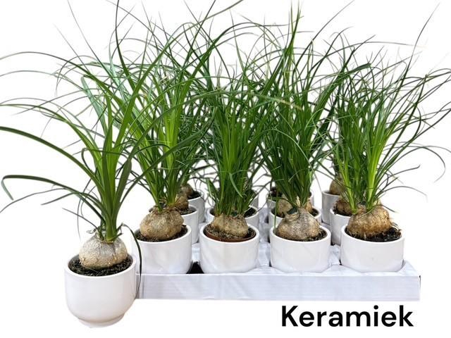 <h4>BEAUCARNEA RECUR</h4>