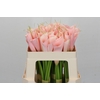 Zantedeschia Eydolls Salmon