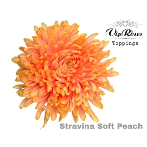CHR G STRAVINA SOFT PEACH