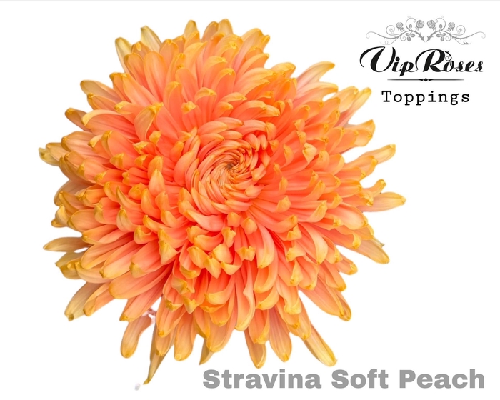 <h4>Chr G Stravina Soft Peach</h4>