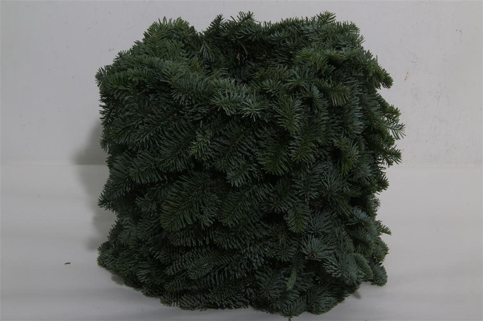 <h4>Krans Abies Nobilis</h4>