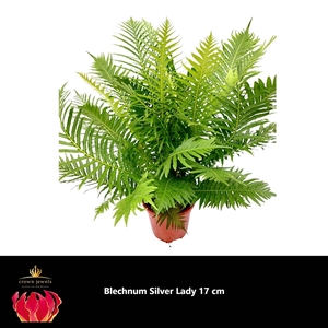 Blechnum silver lady 60 cm pot 17