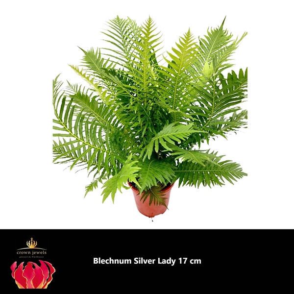 <h4>Blechnum silver lady 60 cm pot 17</h4>