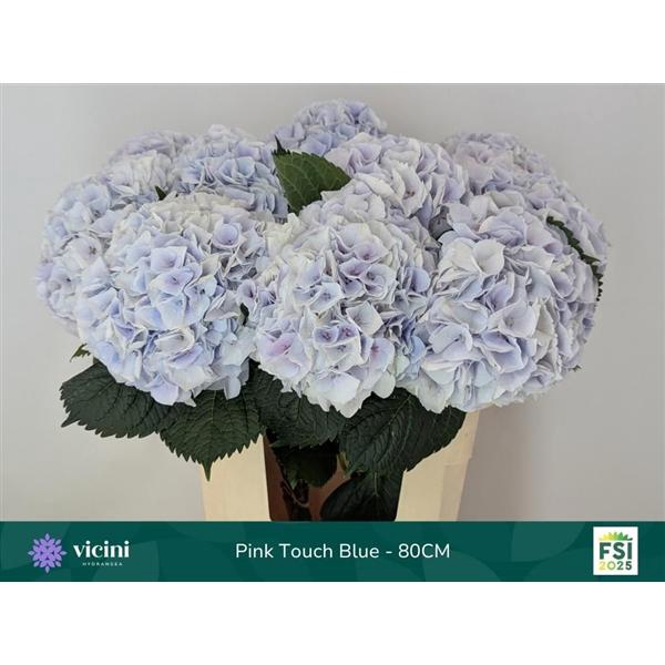 <h4>Blue Touch - 80CM</h4>