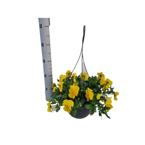 VIO WI CO WA GOL YEL