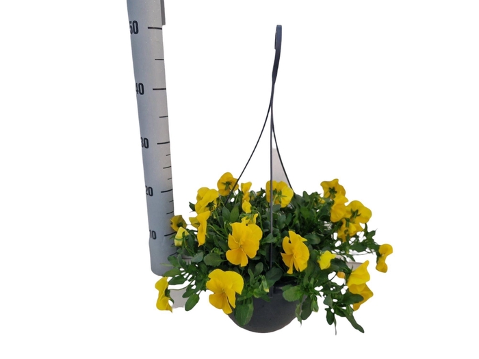 <h4>VIO WI CO WA GOL YEL</h4>