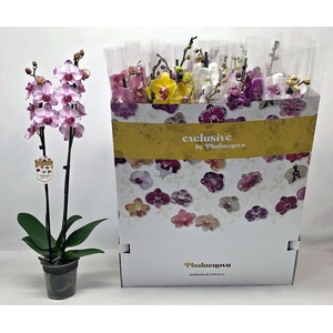 PHAL GEM 10 KL