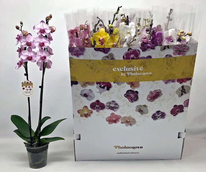 <h4>PHAL GEM 10 KL</h4>