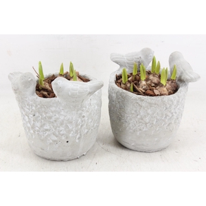 arr4 Muscari JS - Vogelpotje 236/6