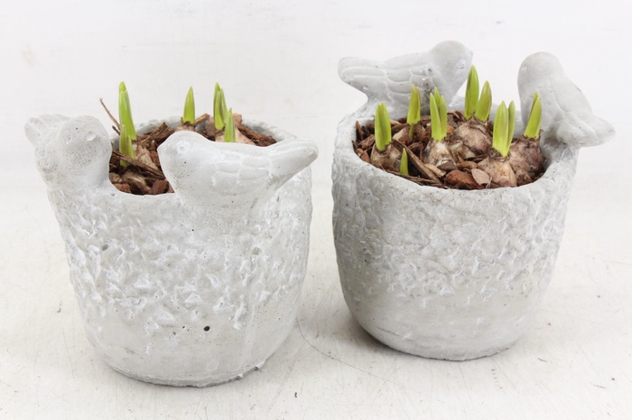 <h4>arr4 Muscari JS - Vogelpotje 236/6</h4>