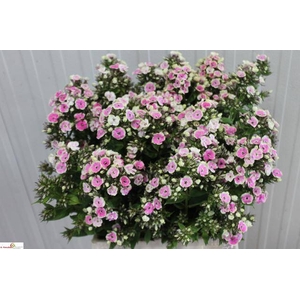 PHLOX P ORCHID YELLO