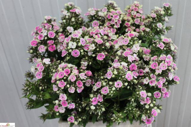 <h4>PHLOX P ORCHID YELLO</h4>