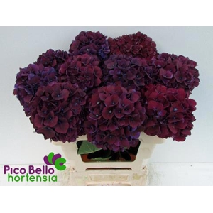 HYDR M MAG RUBYRED P