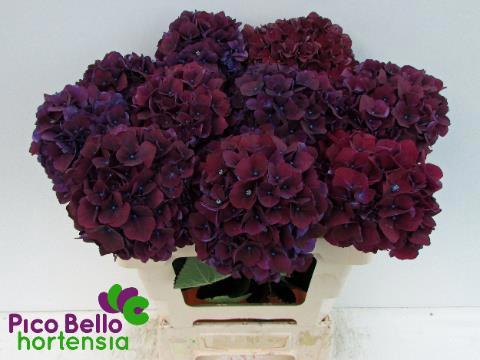 <h4>HYDR M MAG RUBYRED P</h4>