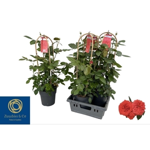 Rosa Fl Bella Select