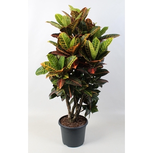 Codiaeum Petra Vertakt 24 cm