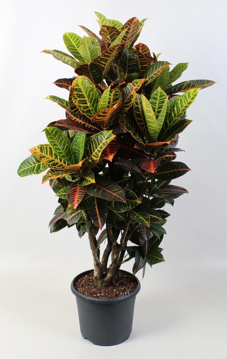 <h4>Codiaeum Petra Vertakt 24 cm</h4>