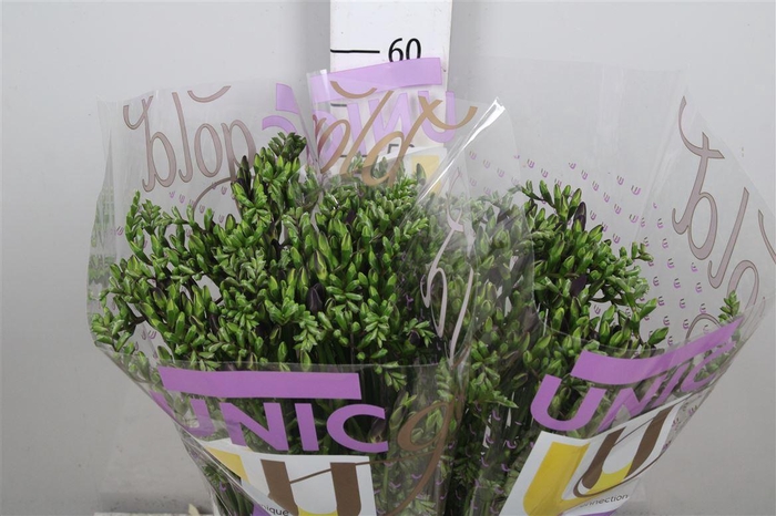 <h4>Fr En Mercurius</h4>