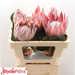 PROTEA CYNAROIDES