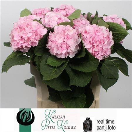 <h4>Hydr M Ch Verena</h4>