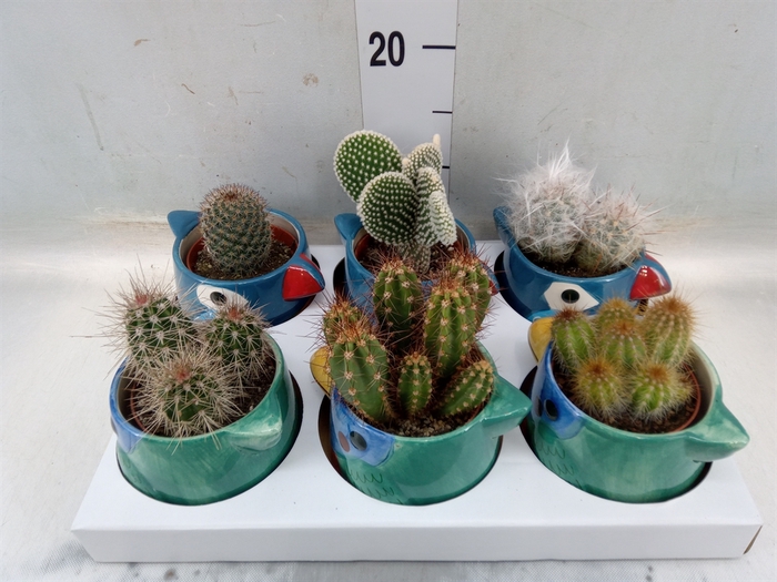 <h4>Cactus   ...</h4>