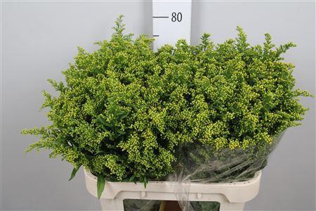 <h4>Solidago  'Carzan Glory'</h4>
