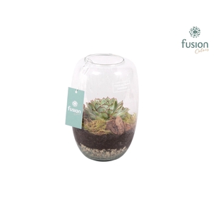 Green Bottle Isabella small met succulent