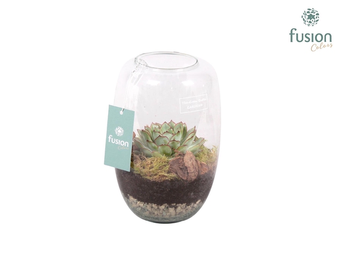 <h4>Green Bottle Isabella small met succulent</h4>