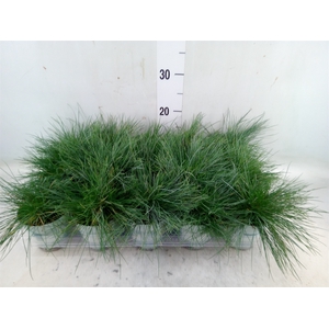 Festuca glauca 'Compacta Blue'