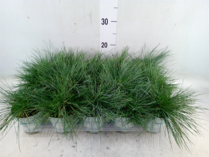 <h4>Festuca glauca 'Compacta Blue'</h4>