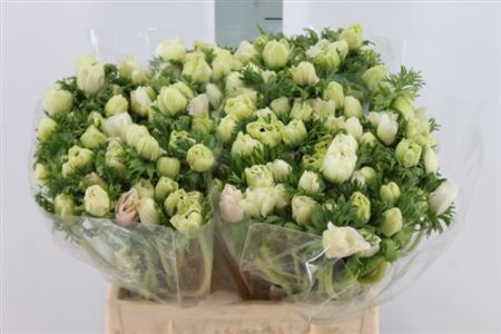 <h4>Anemoon Gall White</h4>
