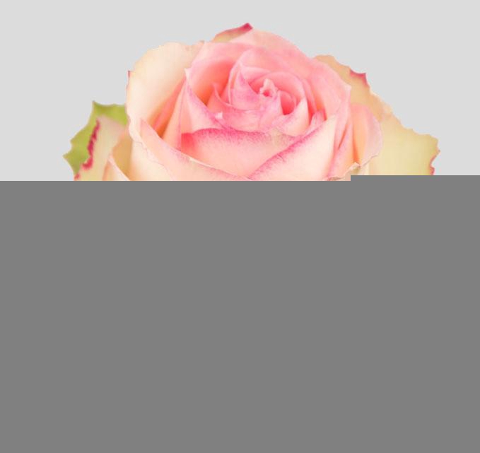 <h4>R GR ESPERANCE</h4>