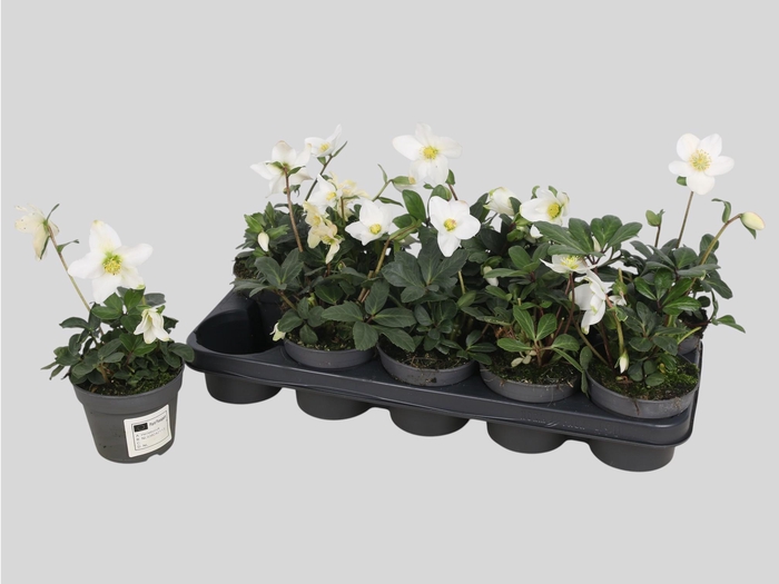 <h4>Hell Ni Advent Star</h4>